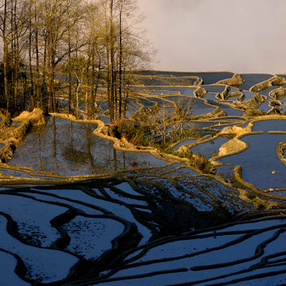 Terraced Fields-Shu Zhang