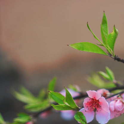 Blooming Branches-Yiwei Huang