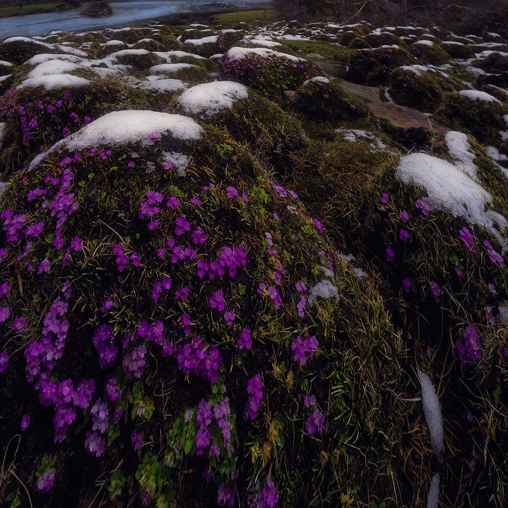 Looking Up at the Snow-capped Mountains-Wuchao Du