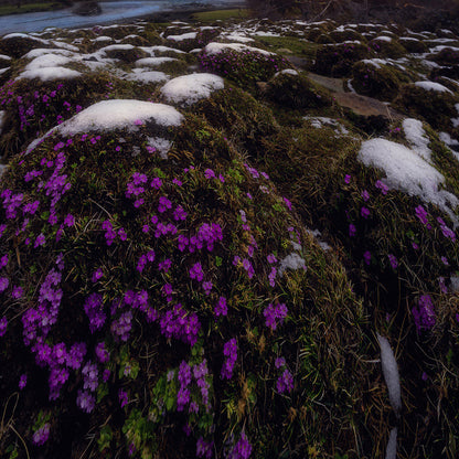 Looking Up at the Snow-capped Mountains-Wuchao Du