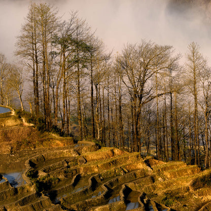 Terraced Fields-Shu Zhang