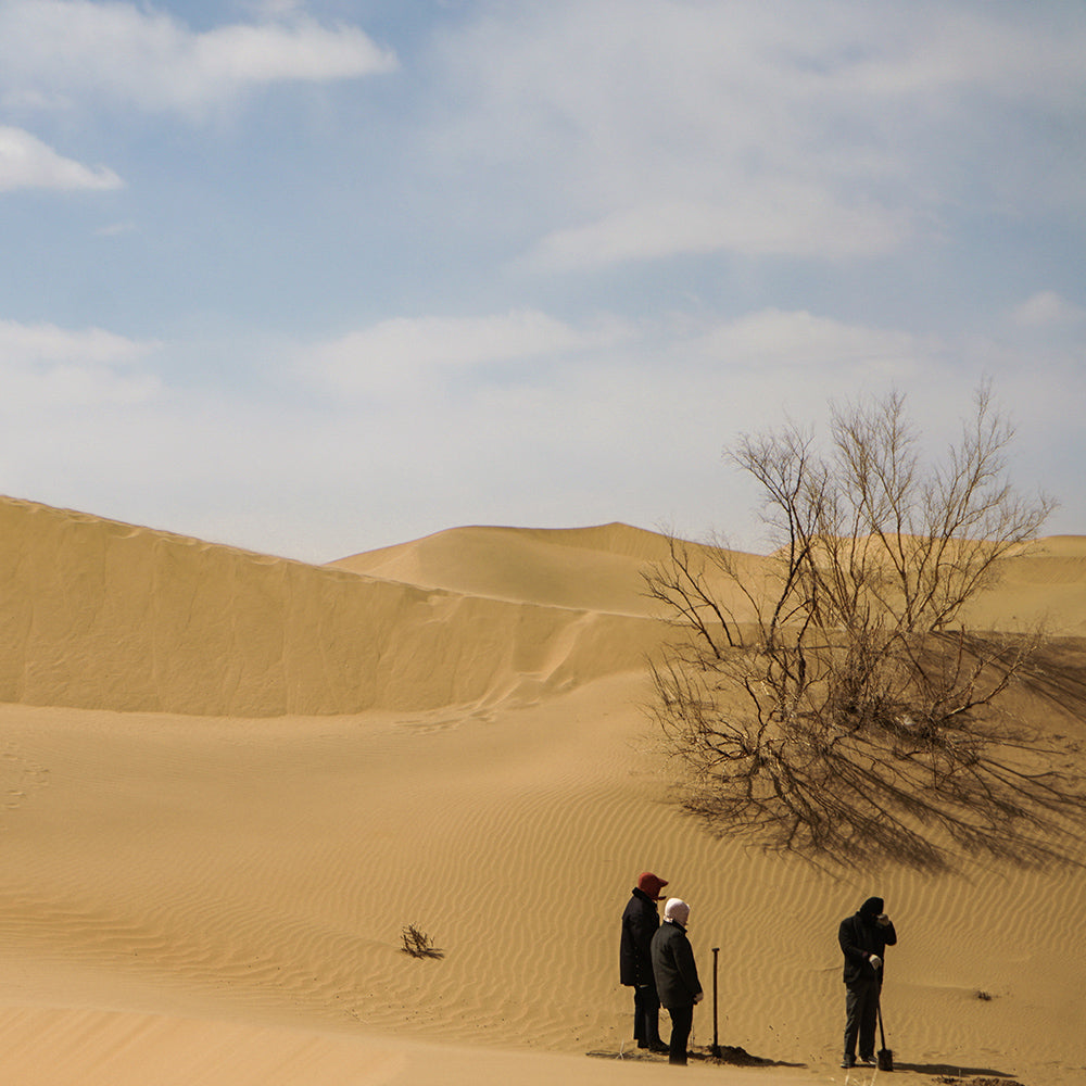 Desert Oasis-Yiwei Huang