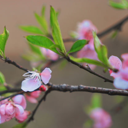 Blooming Branches-Yiwei Huang